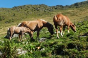 06 cavalli fanno colazione...